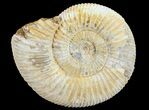 Perisphinctes Ammonite - Jurassic #68178-1